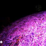 PinkGrass1920x1200