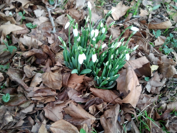 snowdrops photographed this morning on All Hallows Road in Easton