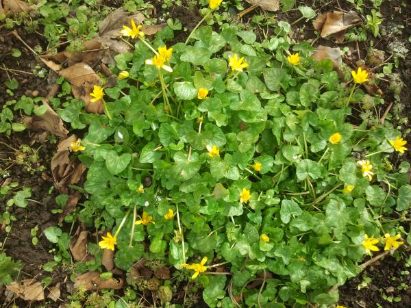 celandines spotted on Stapleton Road on 5th March 2018
