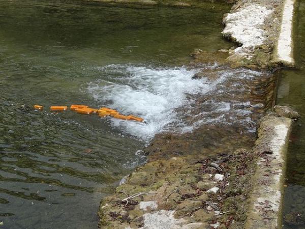 Fish fingers going over a weir