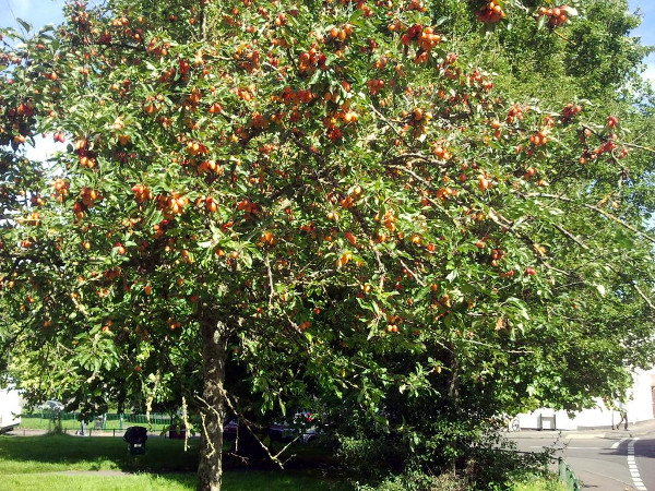 Bannerman Road's crab apple tree bearing fruit in autumn 2017