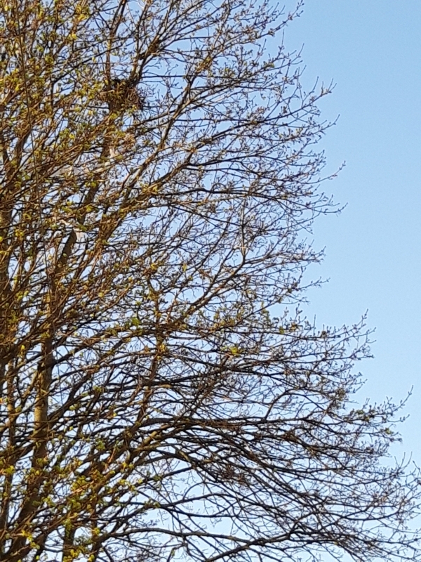 Croydon Street crow's nest