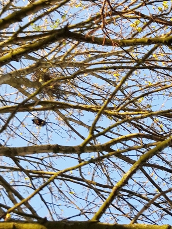 Croydon Street crow's nest with bird to left