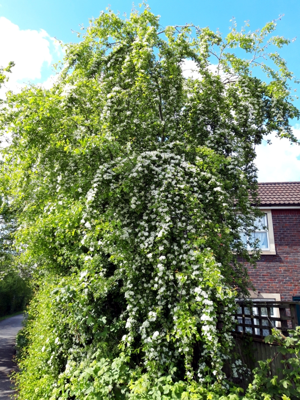 Hawthorn tree on Railway Path in Easton