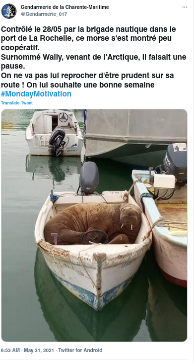 French gendarmerie tweet with photo showing walrus asleep in boat.