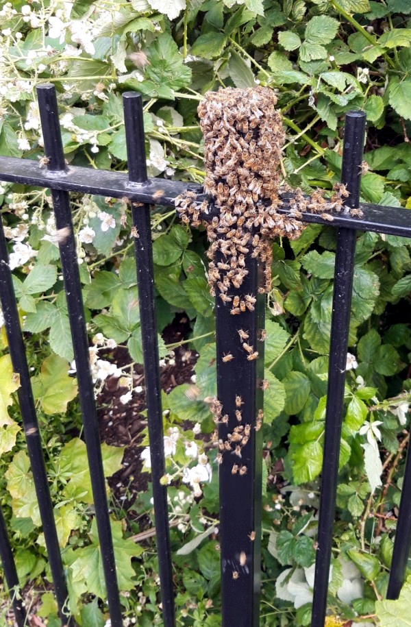 Bee swarm on railings in Chaplin Road, Bristol