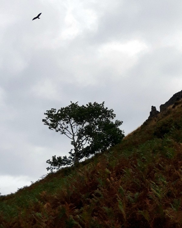 Red kit above Castell Dinas Brân