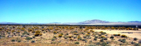 Tumbleweed in bloom in the Mojave desert