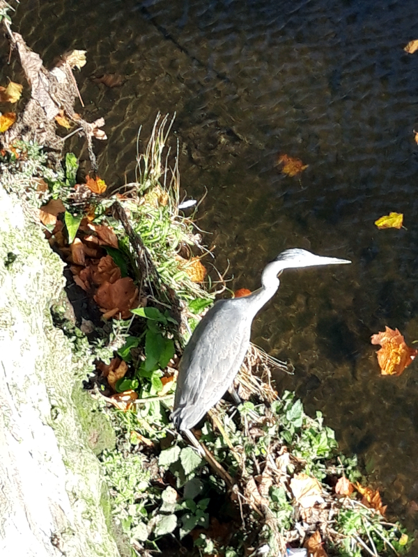 Heron in the Frome, BS5