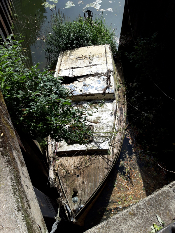 Half-sunk boat with vegetation growing on the stern