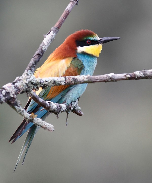 Bee-eater on a bare branch
