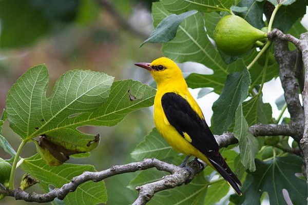 Golden oriole in a fig tree
