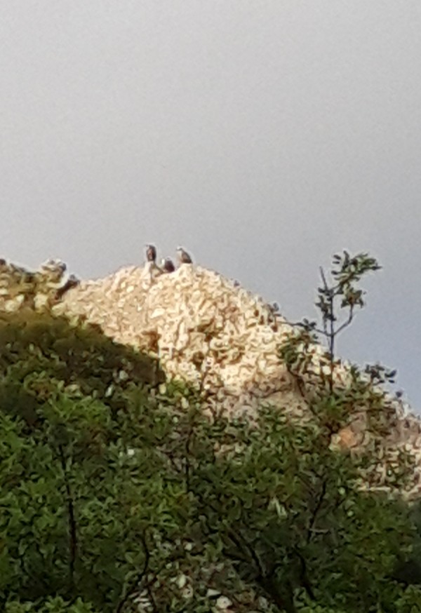 Three vultures sunning themselves on a rock