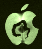 A green apple with an internal worm