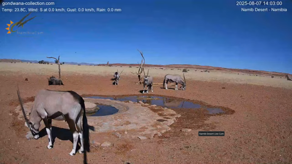 Gemsbok at the watering hole