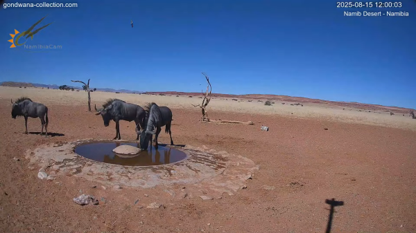 Waterhole in the Namib Desert with drinking wildebeest