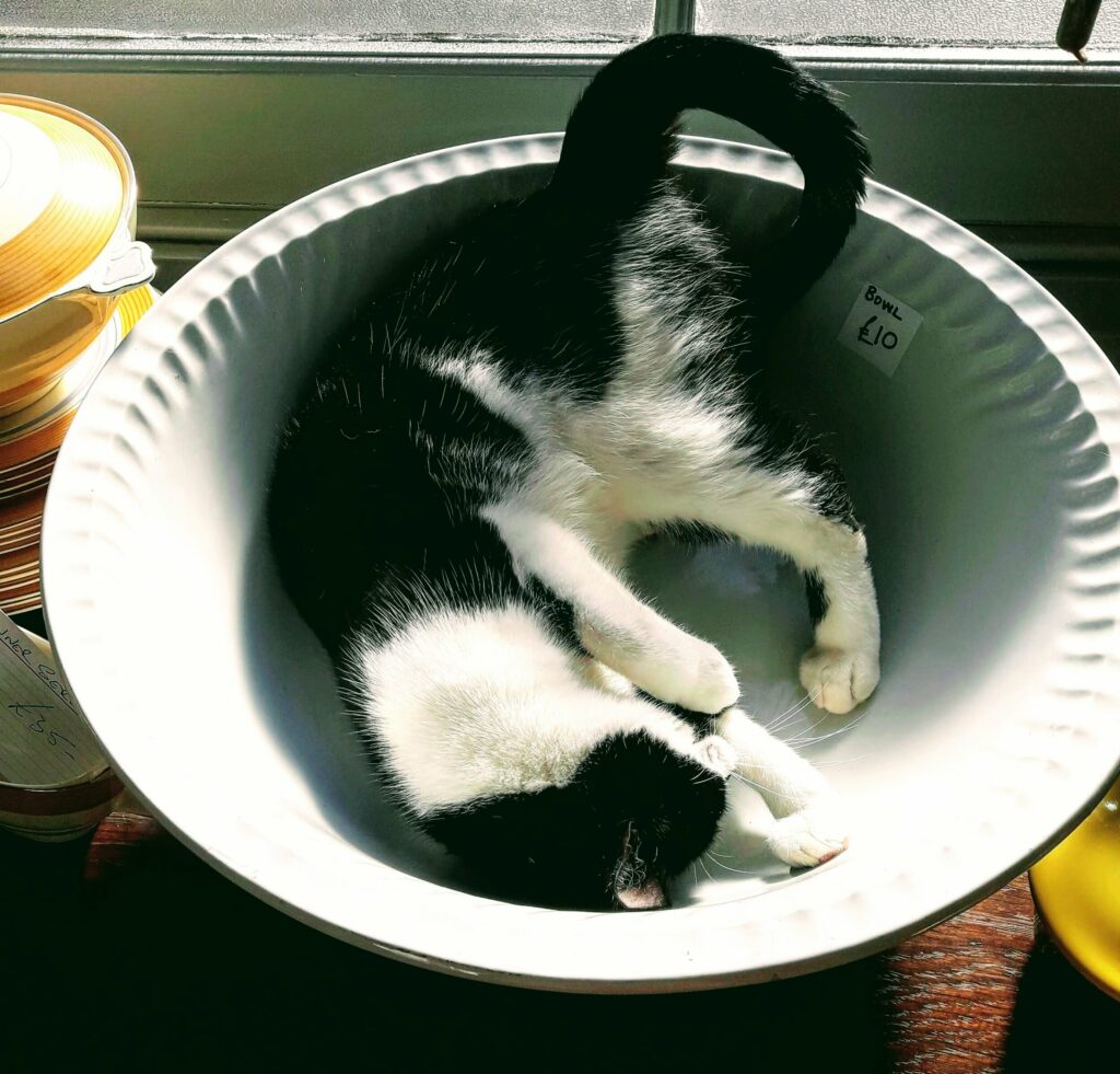 Squiffy the Studio Cat, a black and white cat lying in a bowl